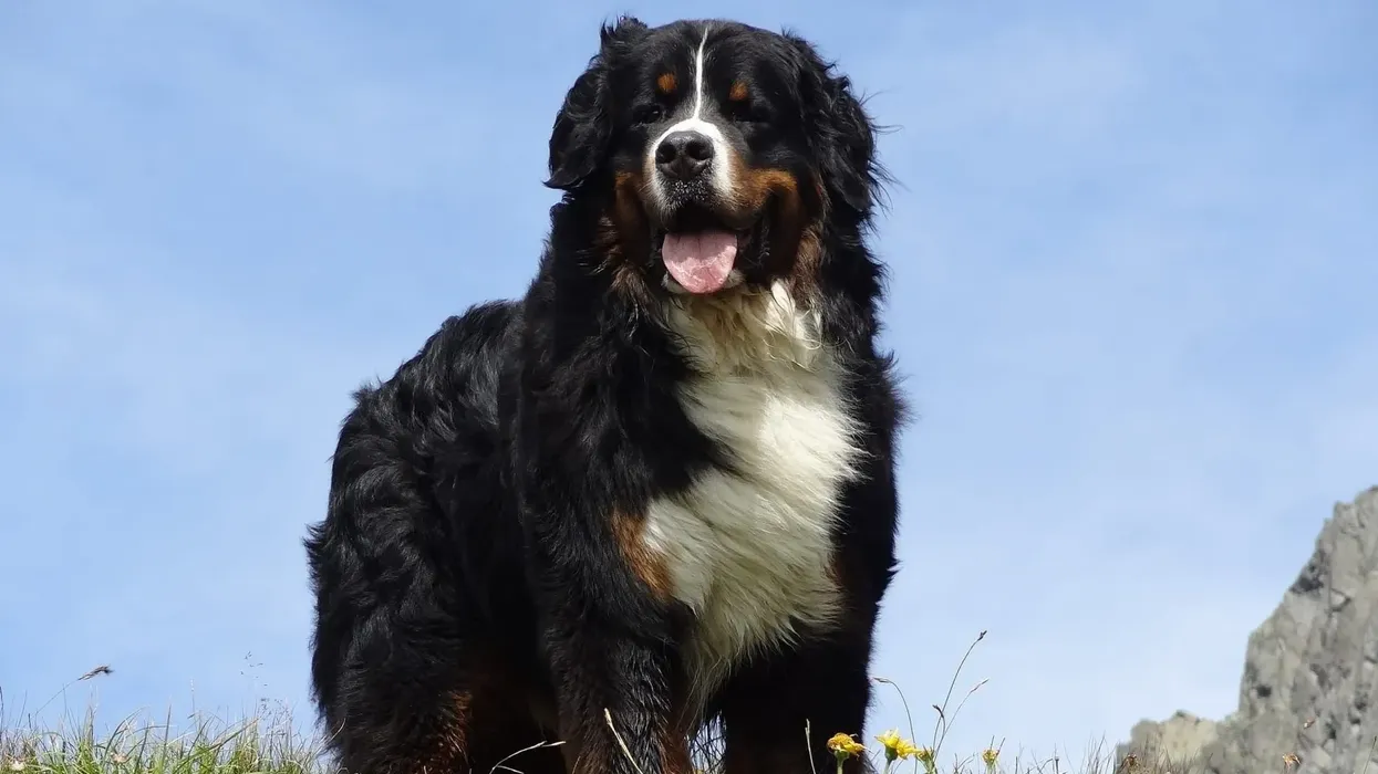 Bernese mountain dog facts are filled with warmth.