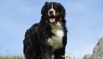 Bernese mountain dog facts are filled with warmth.