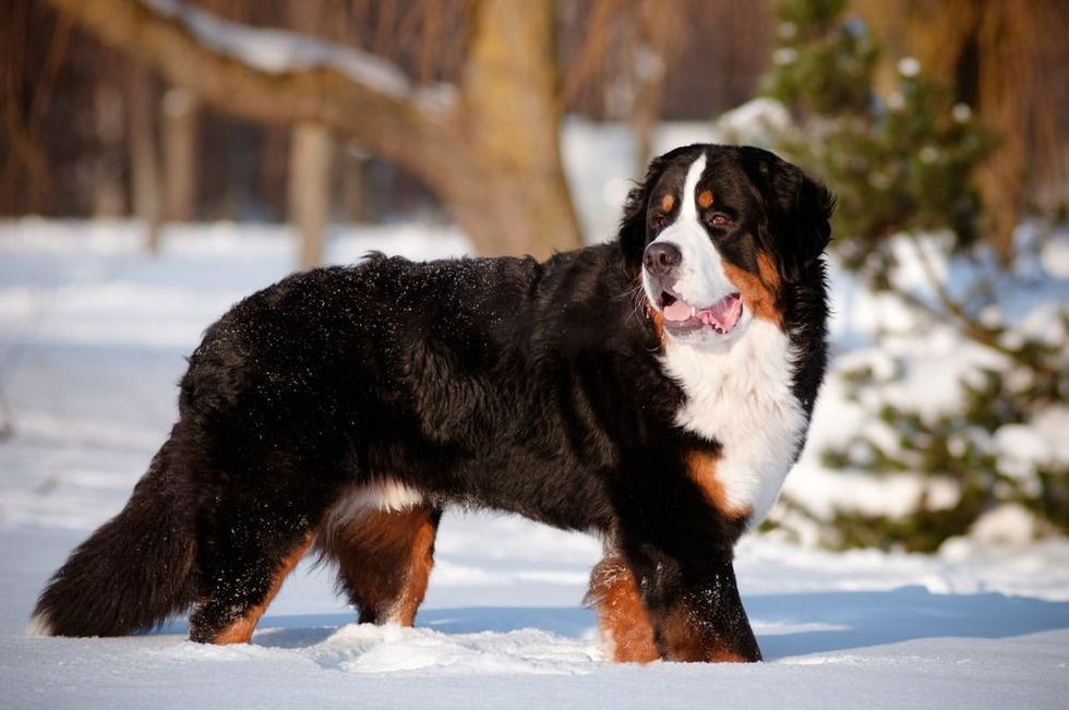 Bernese mountain dog portrait in winter