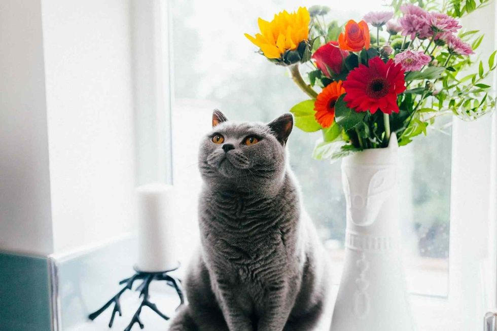 best cat names that are italian
