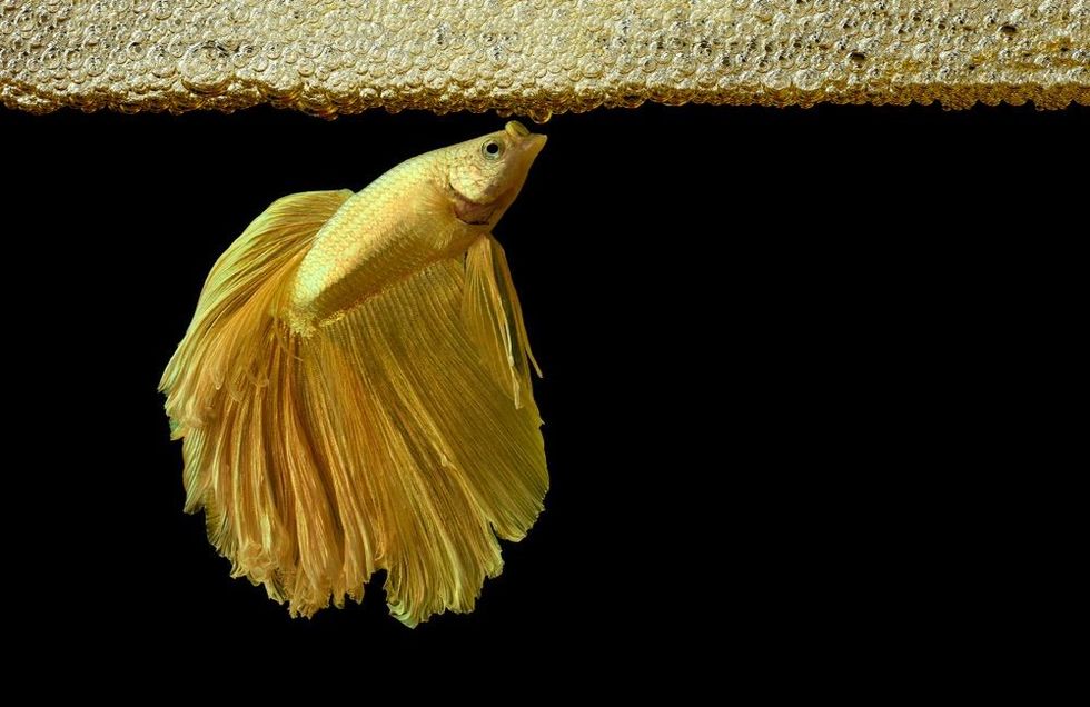 Betta splendens is building bubble nest