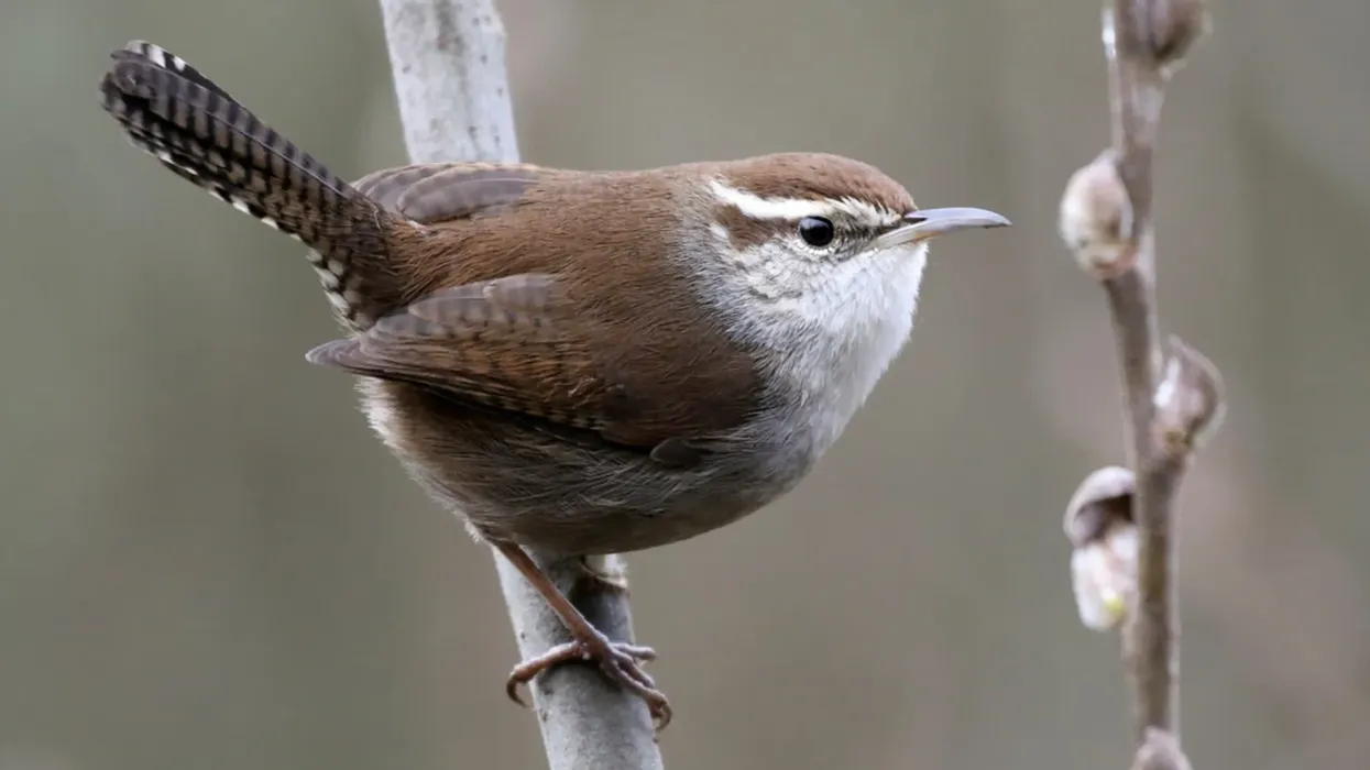 Bewick's wren facts such as its song is melodious, are interesting.