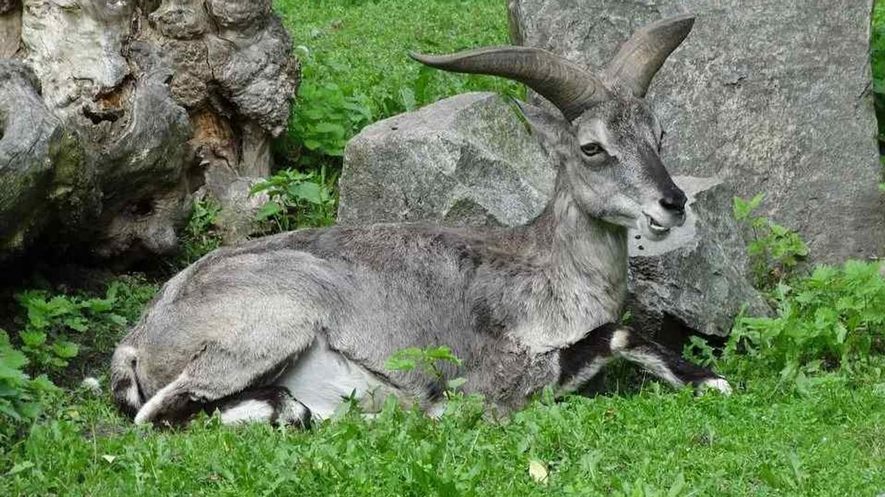 Bharal facts on the Himalayan blue sheep.