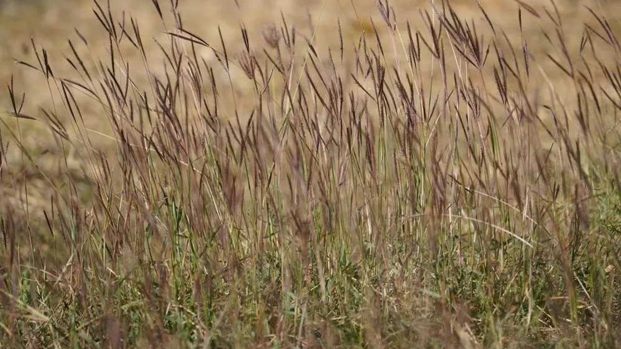 Big bluestem grasses are native to prairie grasslands. Read for more big bluestem grass facts!