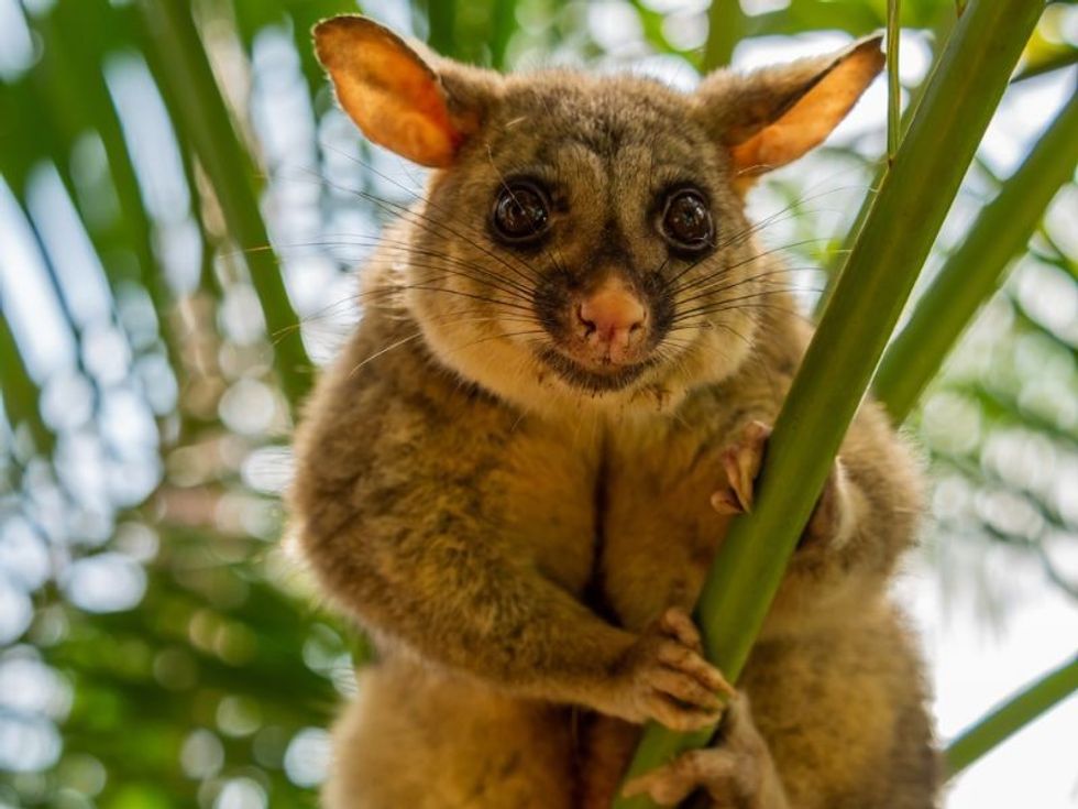Big Googly Eyed Possum