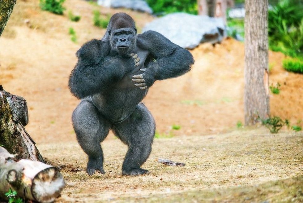 Big gorilla beating its chest.