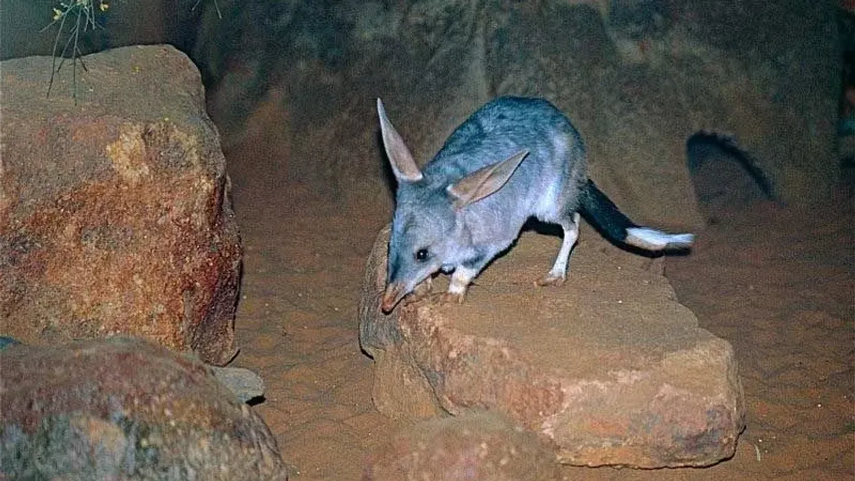 Bilbies are nocturnal, Greater Bilby fun facts