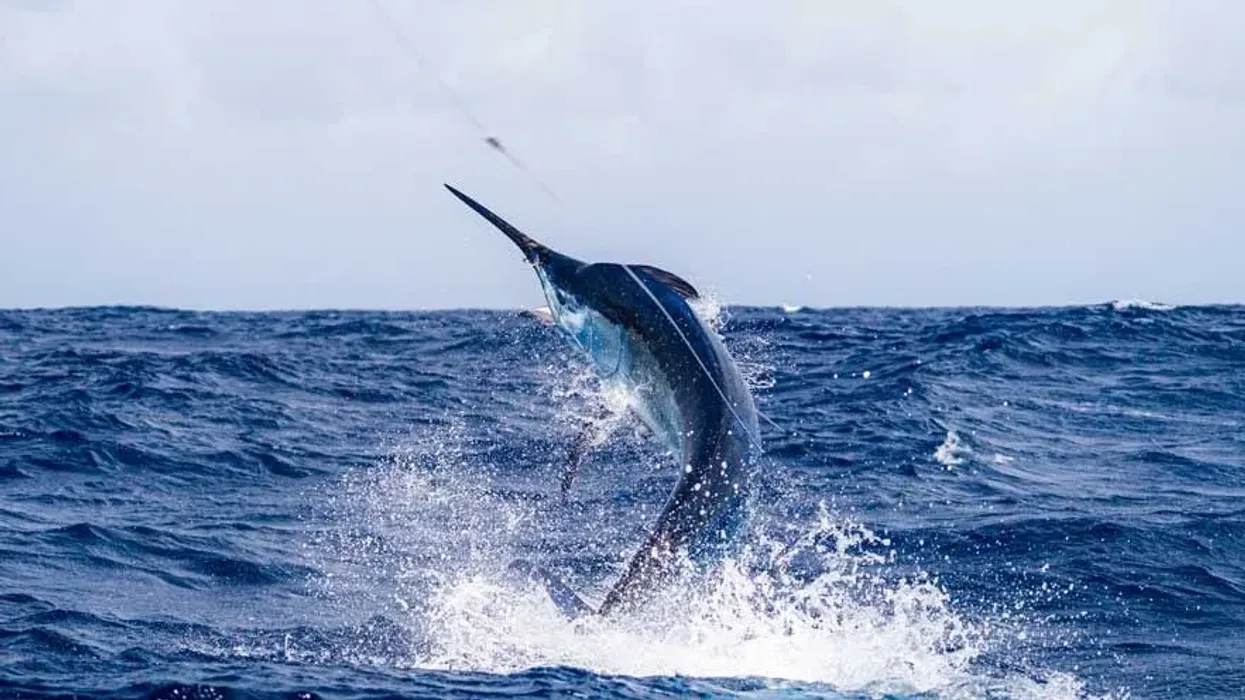 Billfish facts about a unique marine animal.