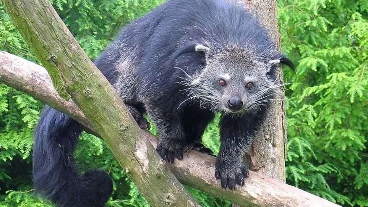 Binturong facts are very interesting.