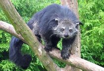 Fun Binturong Facts For Kids | Kidadl