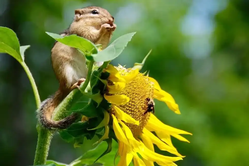 Biodiversity facts tell you more about how our Earth is home to thousands of plant and animal species