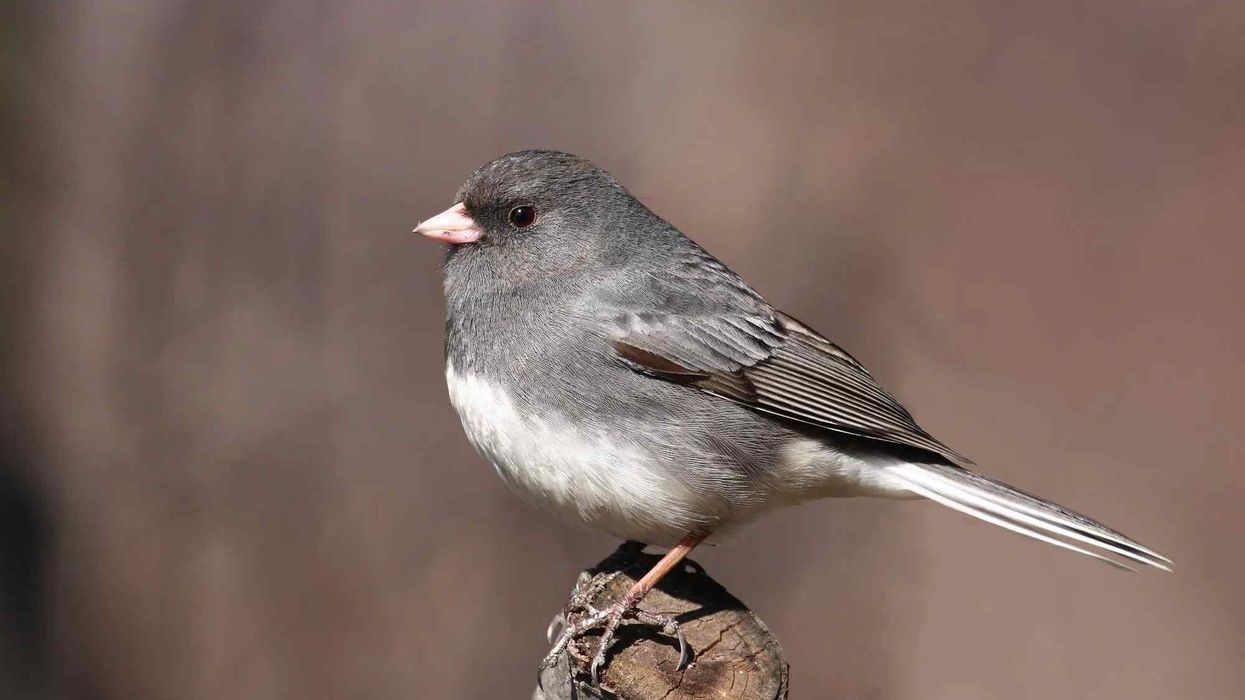 Bird enthusiasts love to read Junco facts.