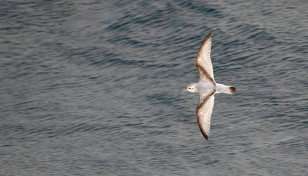 Bird Flying