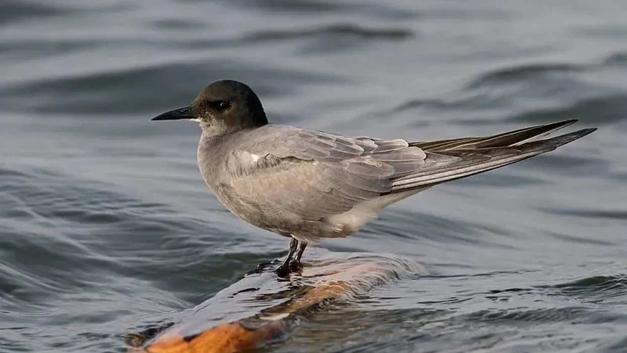 Bird lovers will like to read black Tern facts.