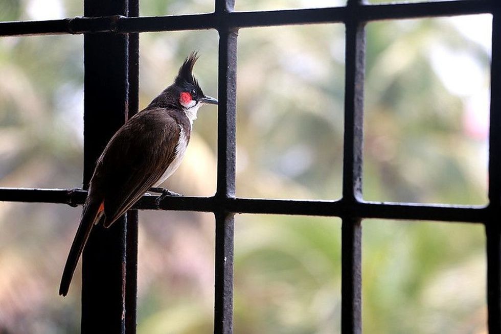 Bird sitting on the window