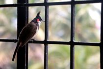 Bird sitting on the window