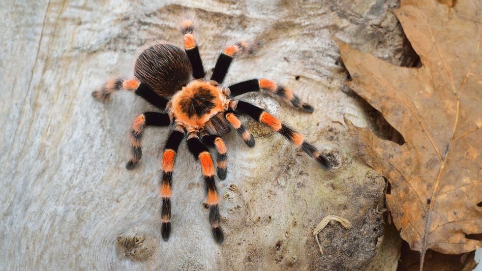 Birdeater tarantula spider in nature.