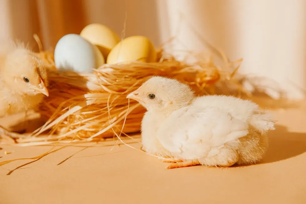 Birds are among the most commonly known animals that hatch from eggs.