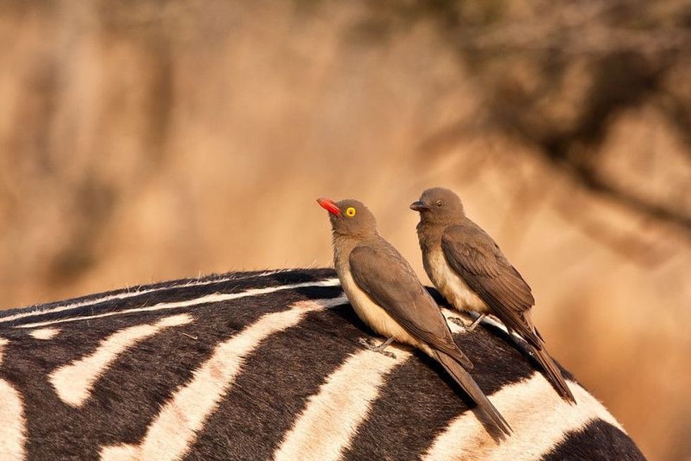 Birds beside one another
