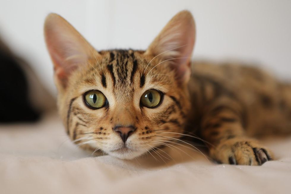 Black and brown cat names are a source of inspiration for a cat's human parents.