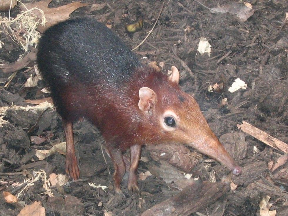 Fun Black And Rufous Elephant Shrew Facts For Kids | Kidadl