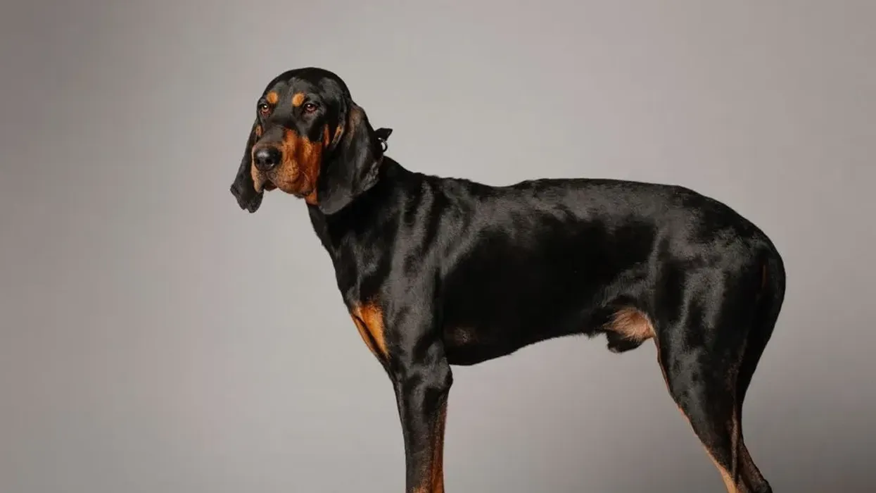 Black and Tan Coonhound facts tell us all about the dog breed.