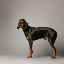Black and Tan Coonhound facts tell us all about the dog breed.
