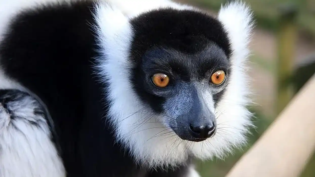 Black and white ruffed lemur facts are more than just educational!