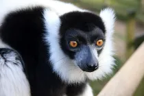 Black and white ruffed lemur facts are more than just educational!