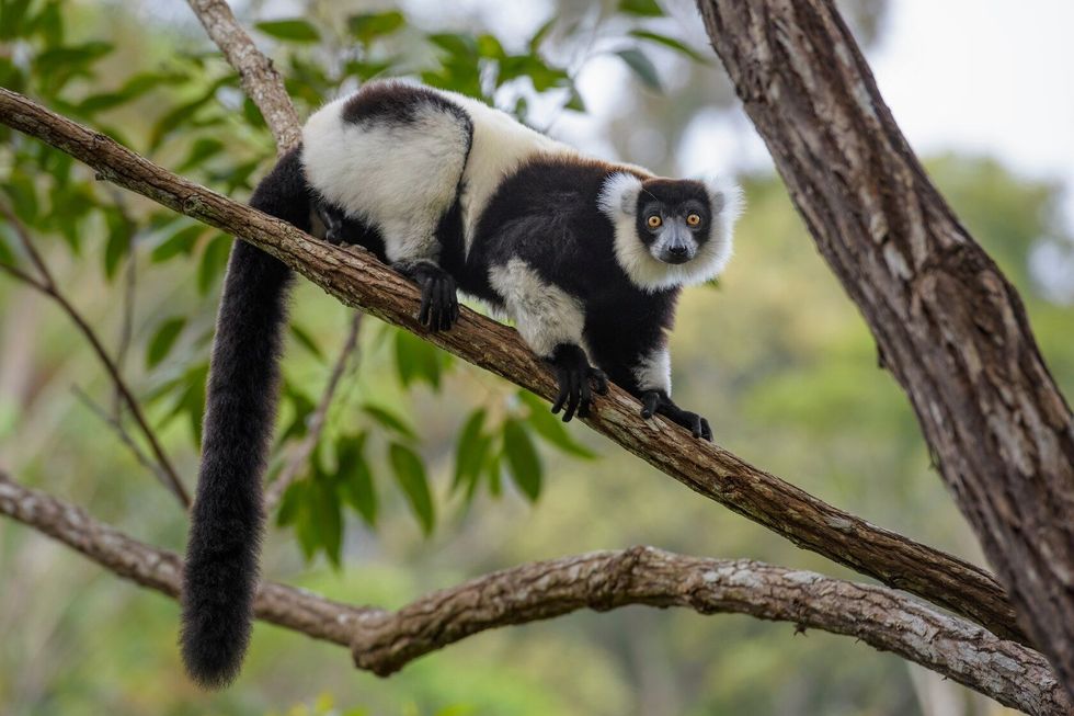 Black and White Ruffed Lemur.