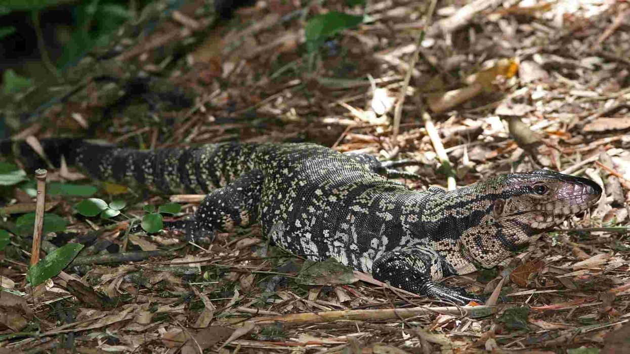 Black and white tegu facts are interesting to read.