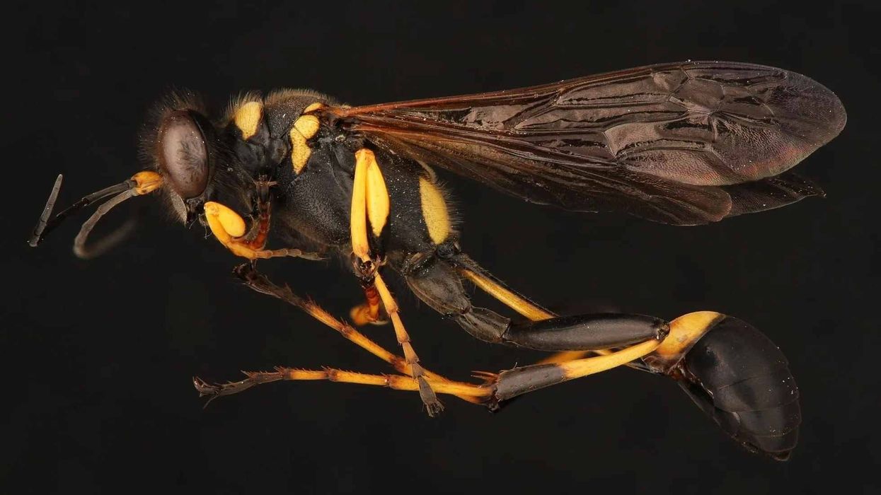 Black-and-yellow mud dauber facts about the insects who prey on spiders.
