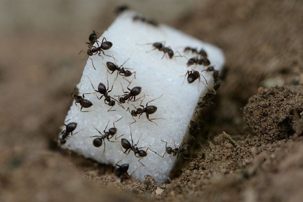 Black ants eat a piece of sugar.