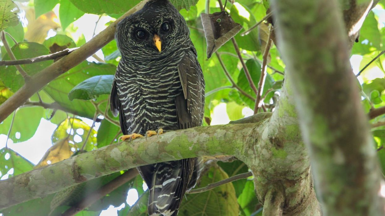 Black-banded owl facts are very interesting.