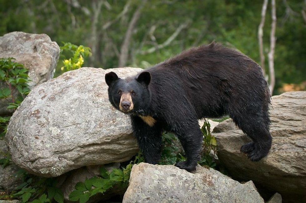 Black Bear Animal Wildlife in Western North Carolina Mountains.