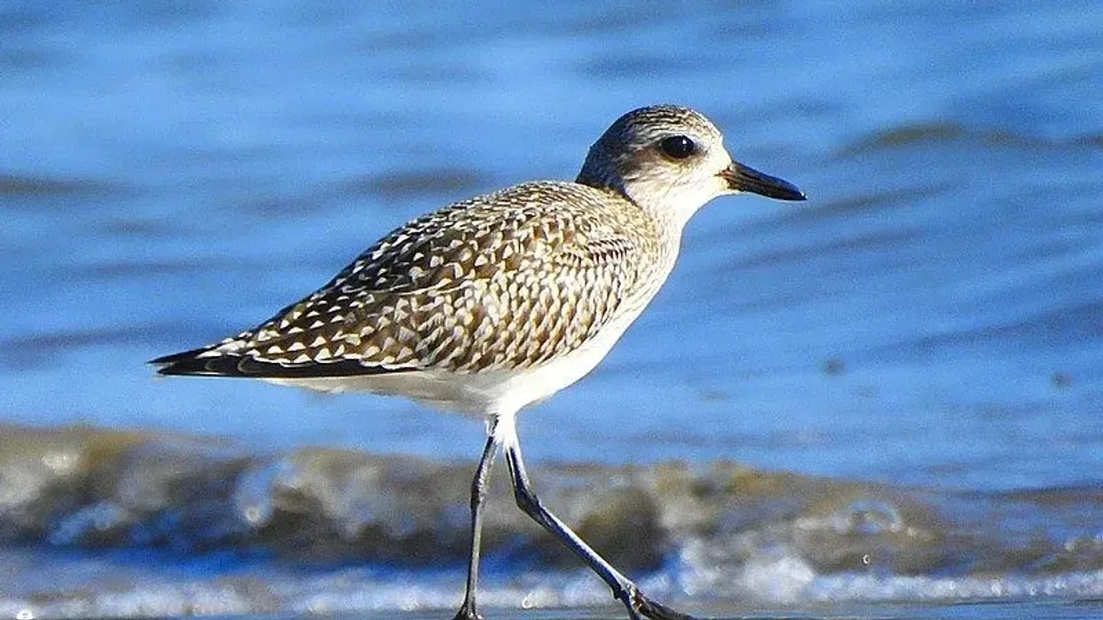 Black-bellied plover facts about a species of bird known for long-distance migration.