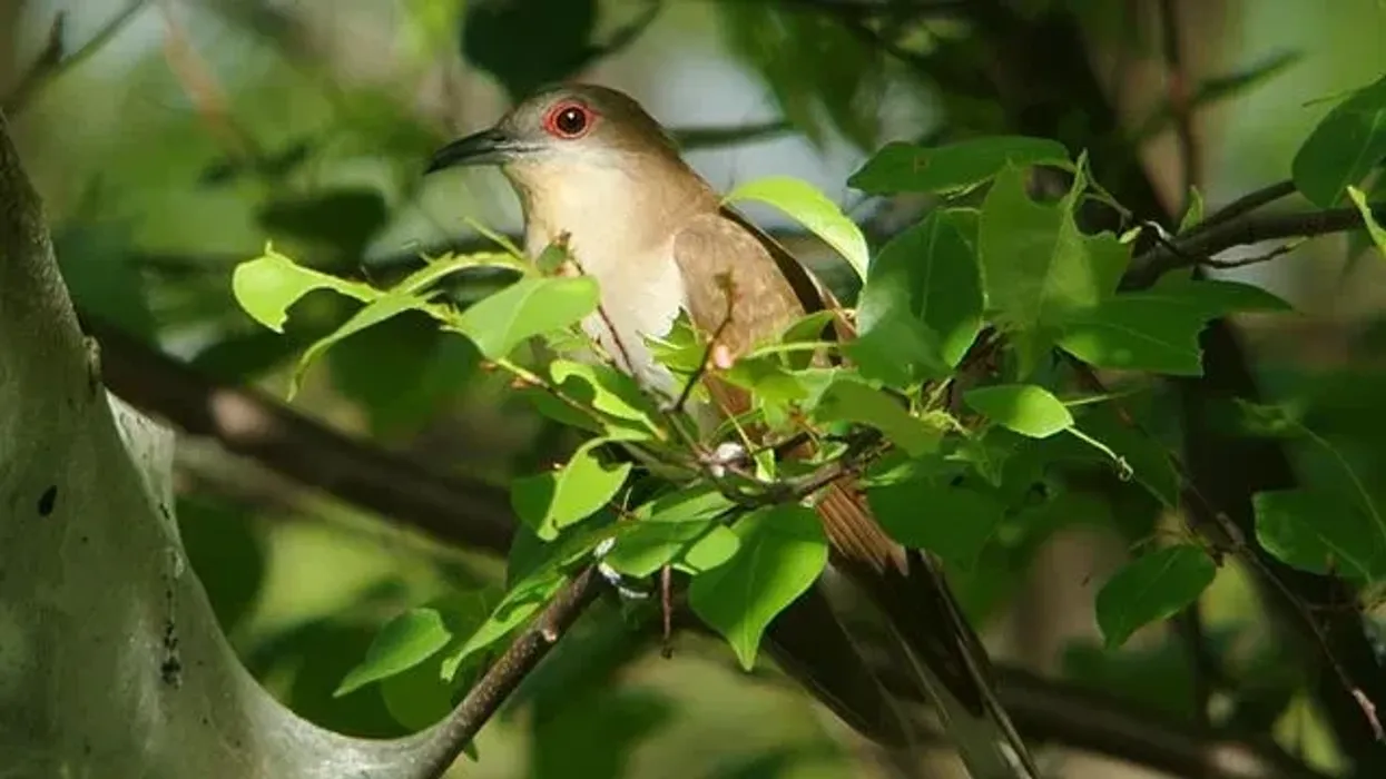 Black-billed cuckoo fact about a unique species of North American birds.