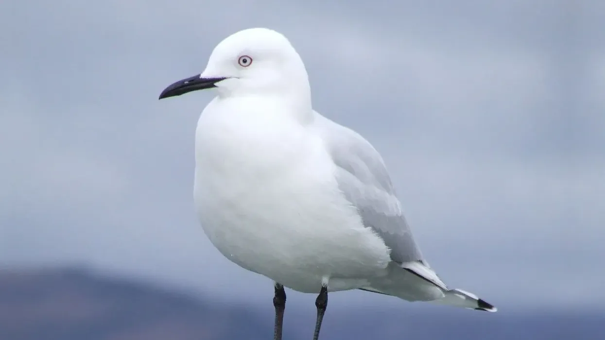 Black-billed gull facts talk about their breeding, nests, eggs, and what they feed on.