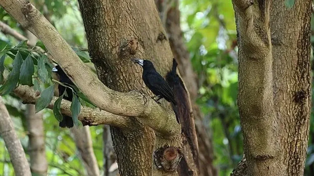 Black butcherbird facts tell us about an exotic bird species.