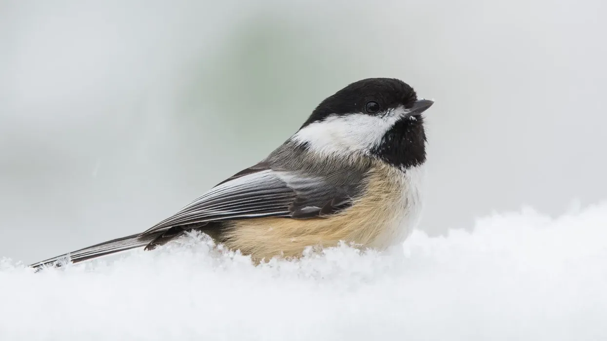 Black-Capped chickadee facts are quite fun to read.