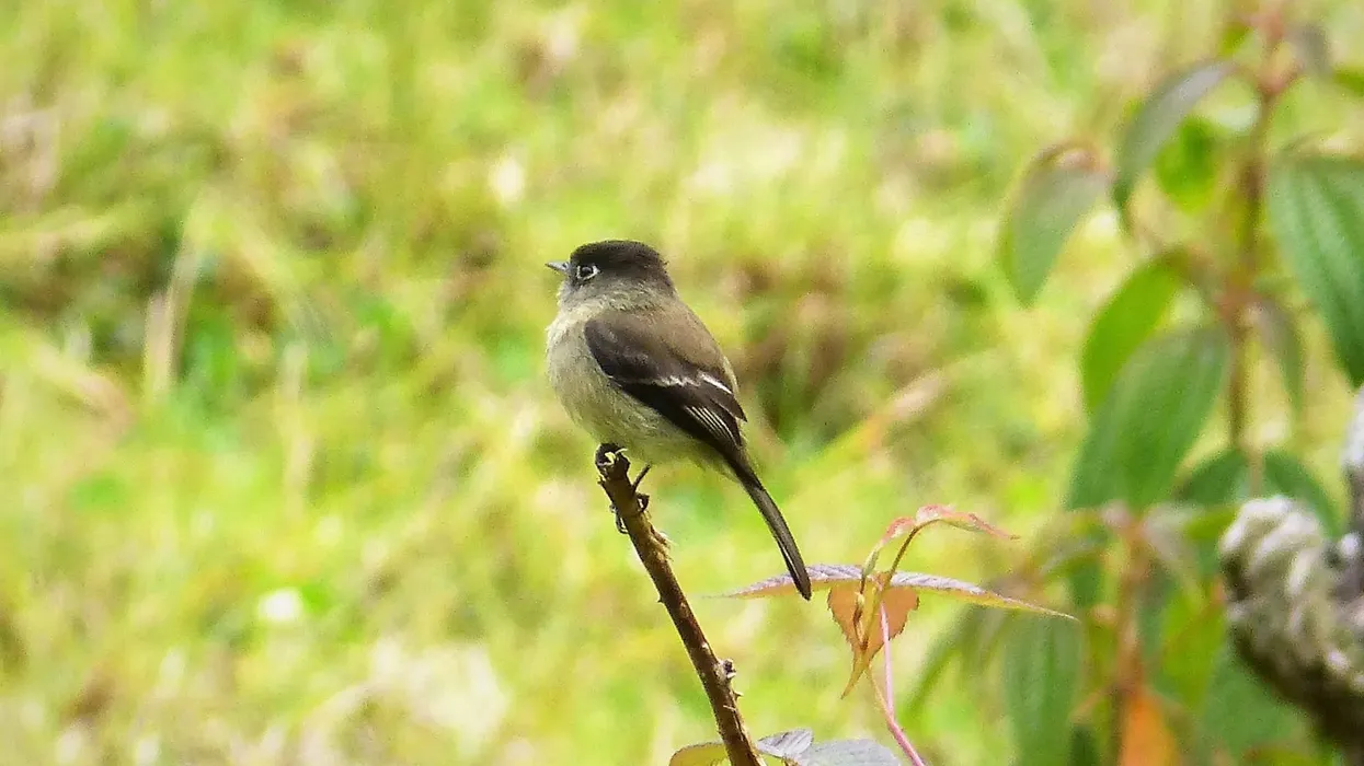 Black-capped flycatcher facts include that it is endemic to the dense forest highlands of Costa Rica and western Panamas.