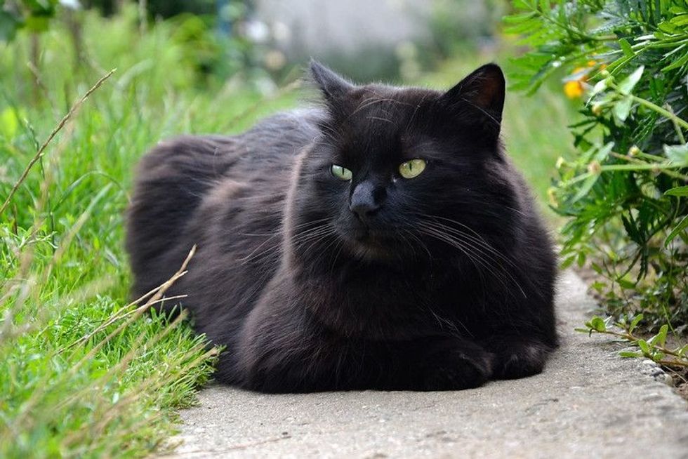 36 Best Black Cat Quotes Perfect For Feline Friends | Kidadl