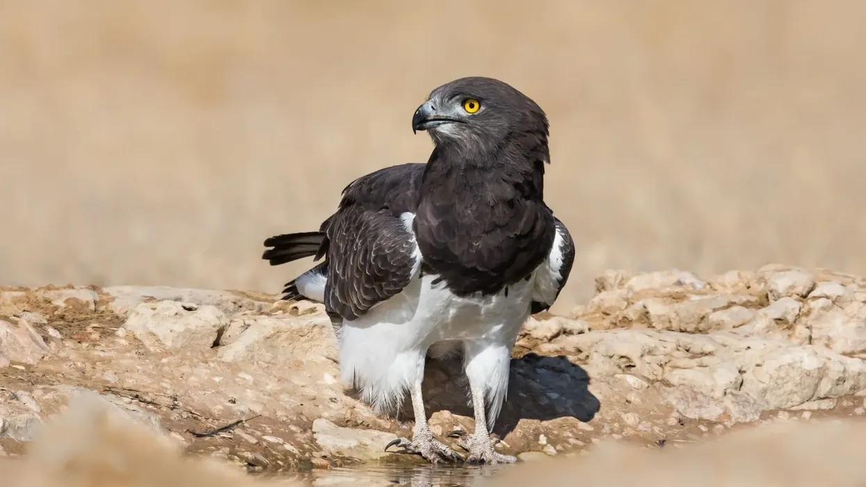 Black-chested snake eagle facts illustrate everything about their family, genus, diet, population, and distribution.