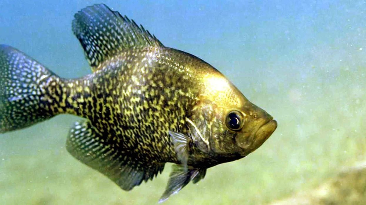 Black crappie facts about the fish species with 7-8 dorsal fins.