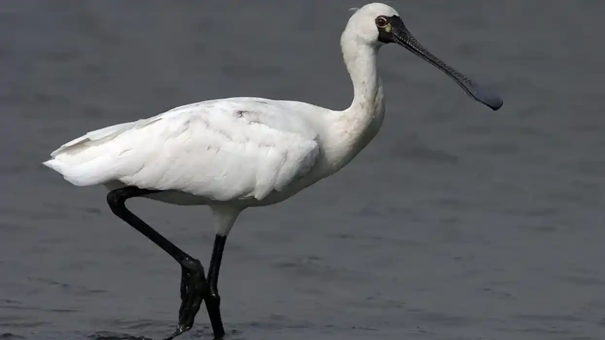 Black-faced spoonbill facts are very interesting to read.