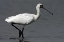 Black-faced spoonbill facts are very interesting to read.