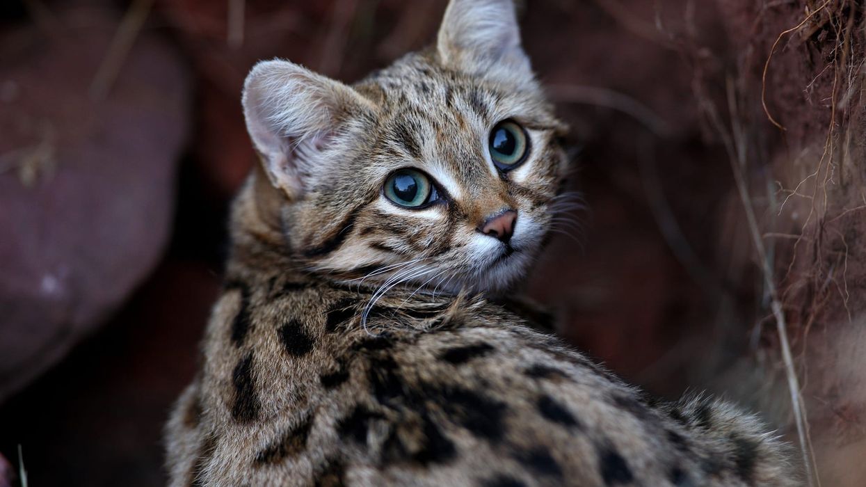 Black-Footed Cat Fact File