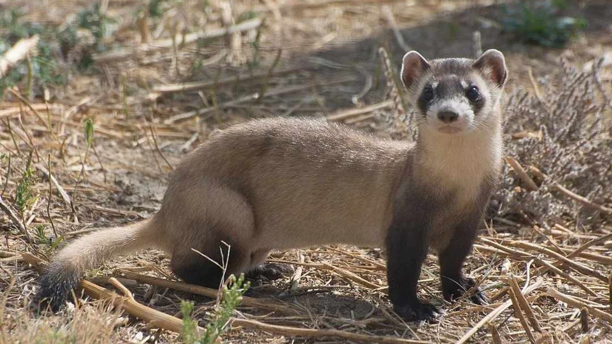 Black-Footed Ferret facts help the kids learn about this unique animal.