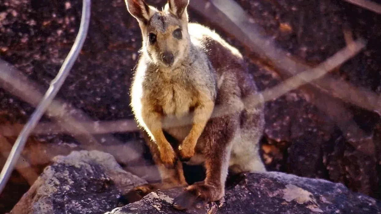 Black-Footed Rock-Wallaby Fact File