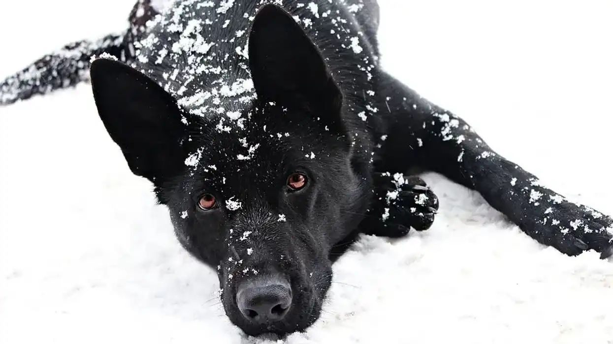 Black German shepherd facts are interesting.